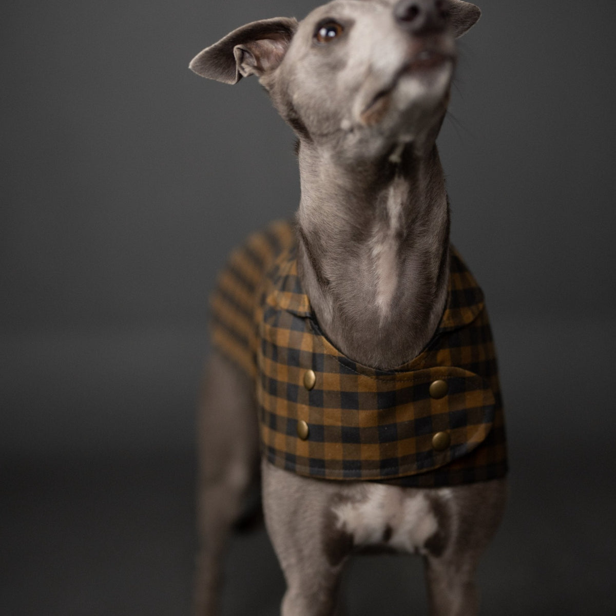Merchant & Mills-Barka Dog Coat Pattern - PDF DOWNLOAD-sewing pattern-gather here online