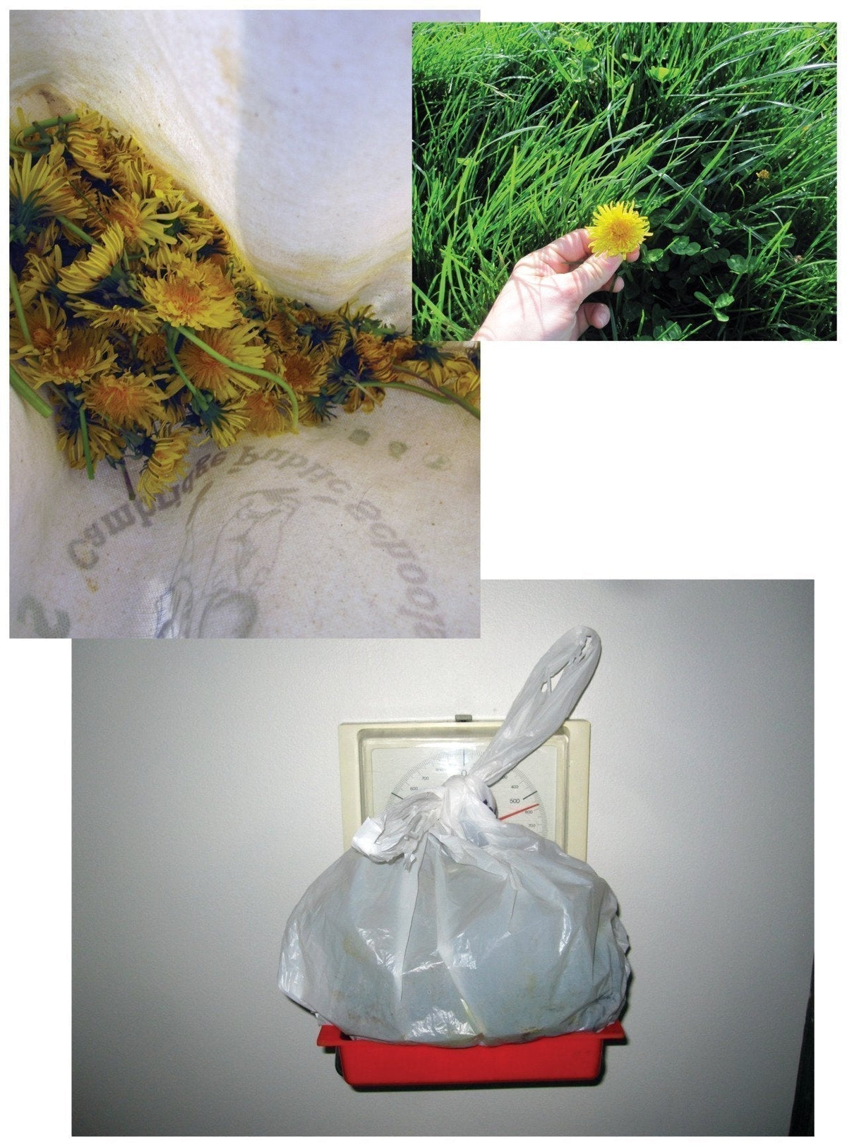 gather here classes-natural Dyeing-class-gather here online