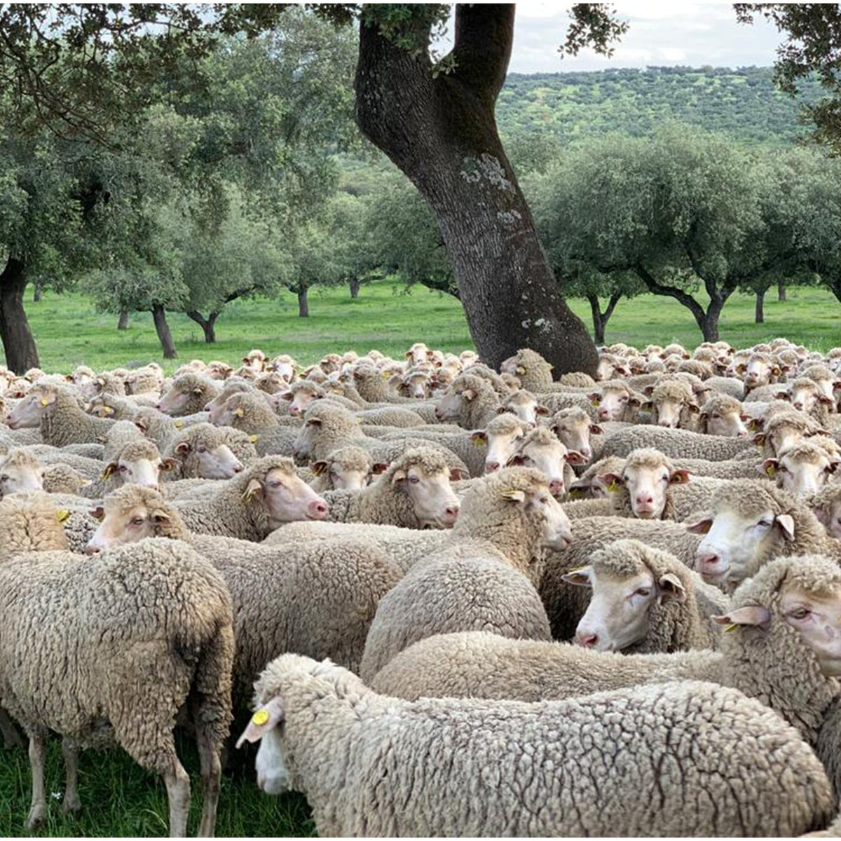 Selvedge Magazine-Selvedge Issue 108: Farm-magazine-gather here online